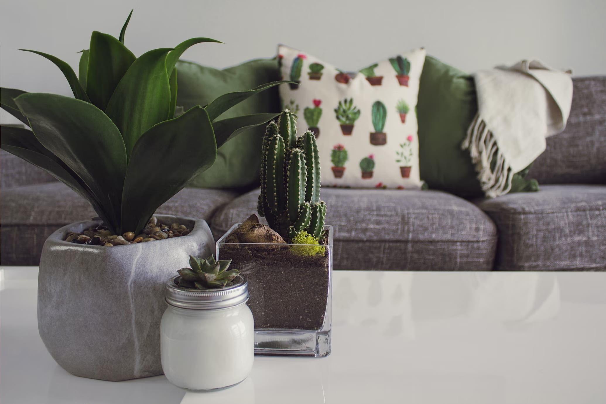 cacti planters placed on table, living room decor, sofa, cushions