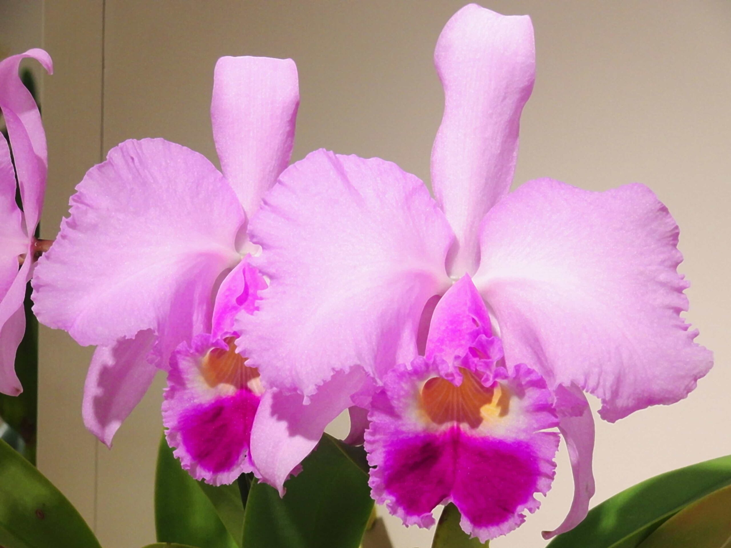 pink coloured blossoms, Cattleya Trianae