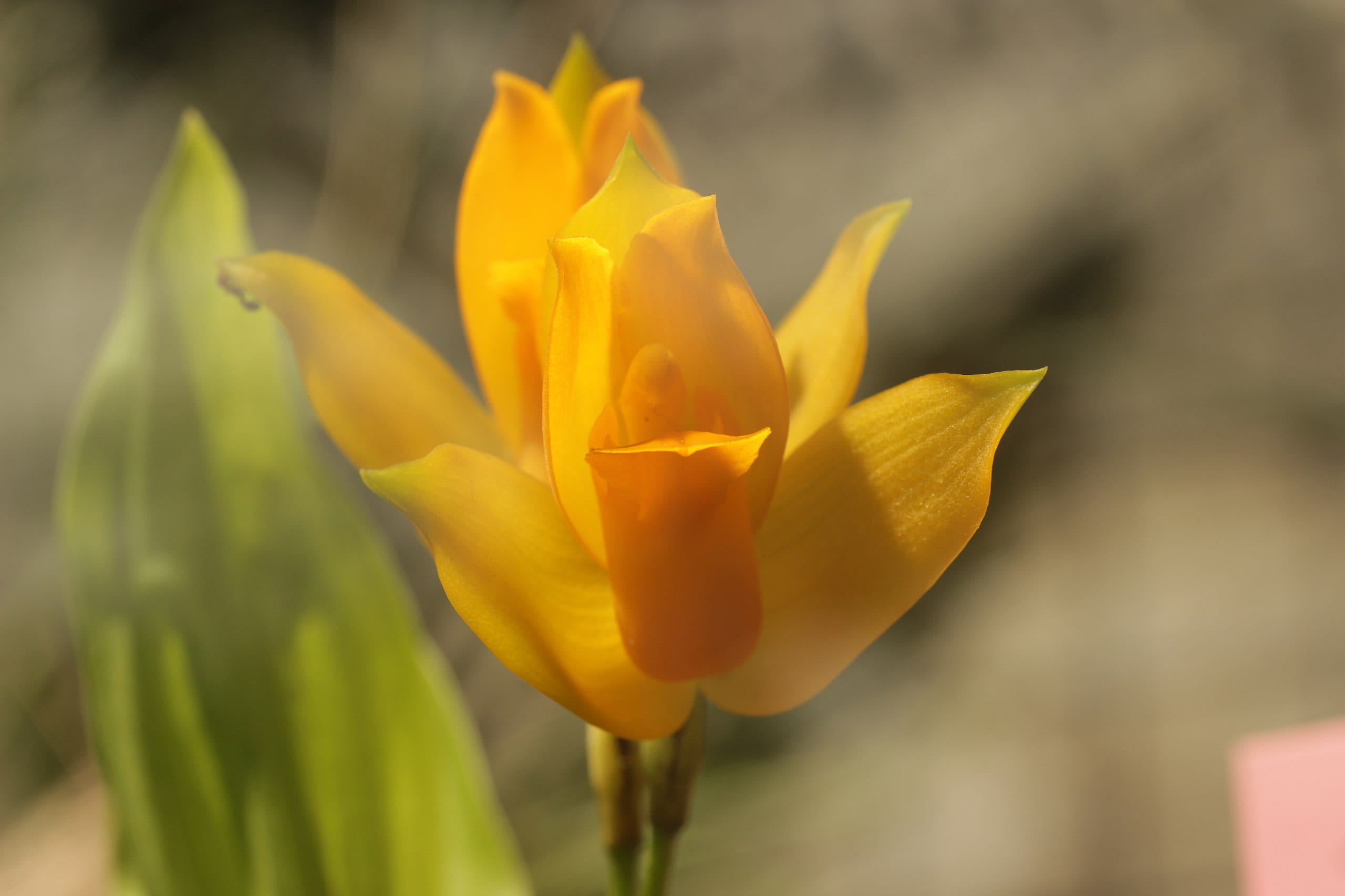 Lycaste Aromatica, elegant yellow blossoms with fragrance, orchid flower