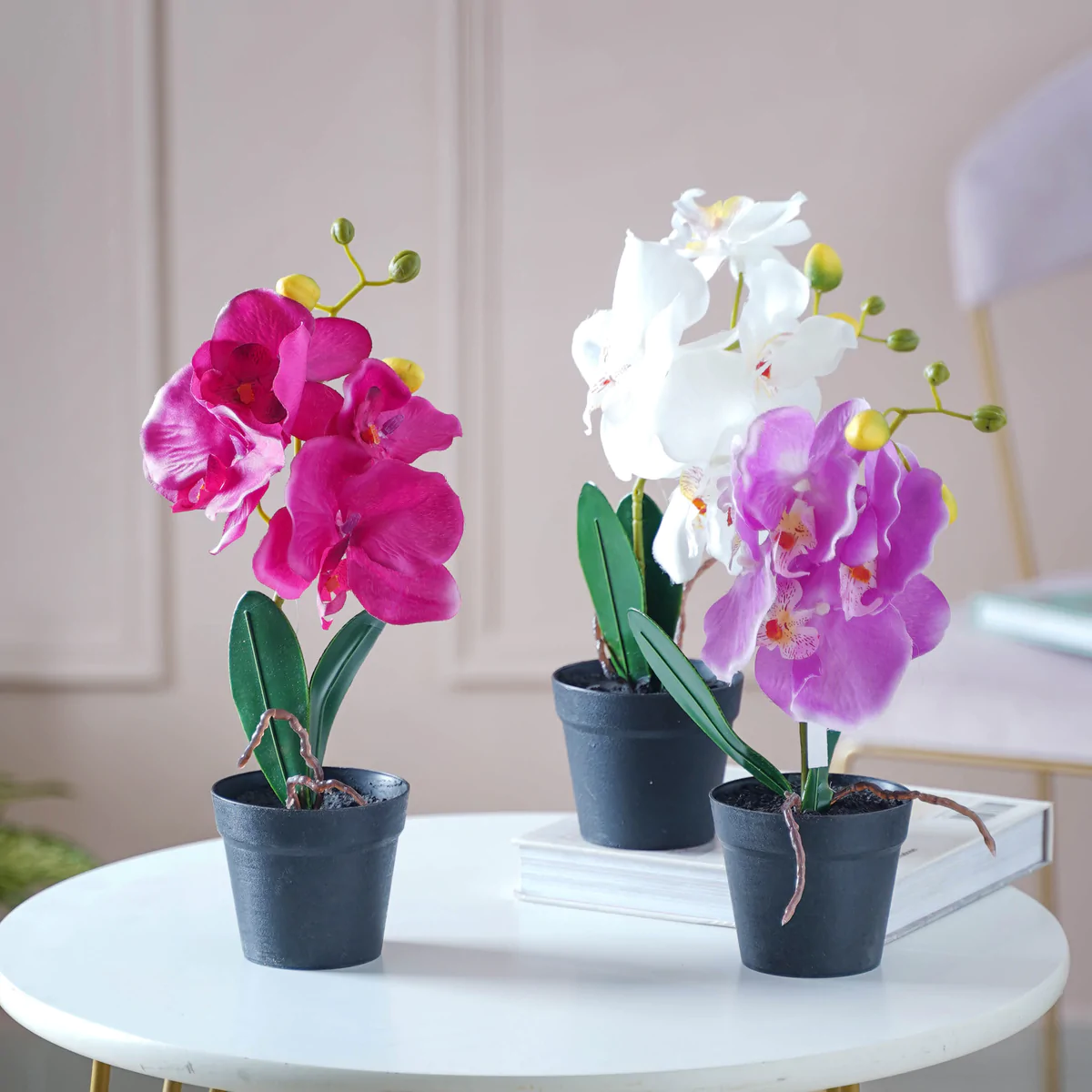 beautiful flowers, white pink and blue orchid flower, planted in planter, placed on table