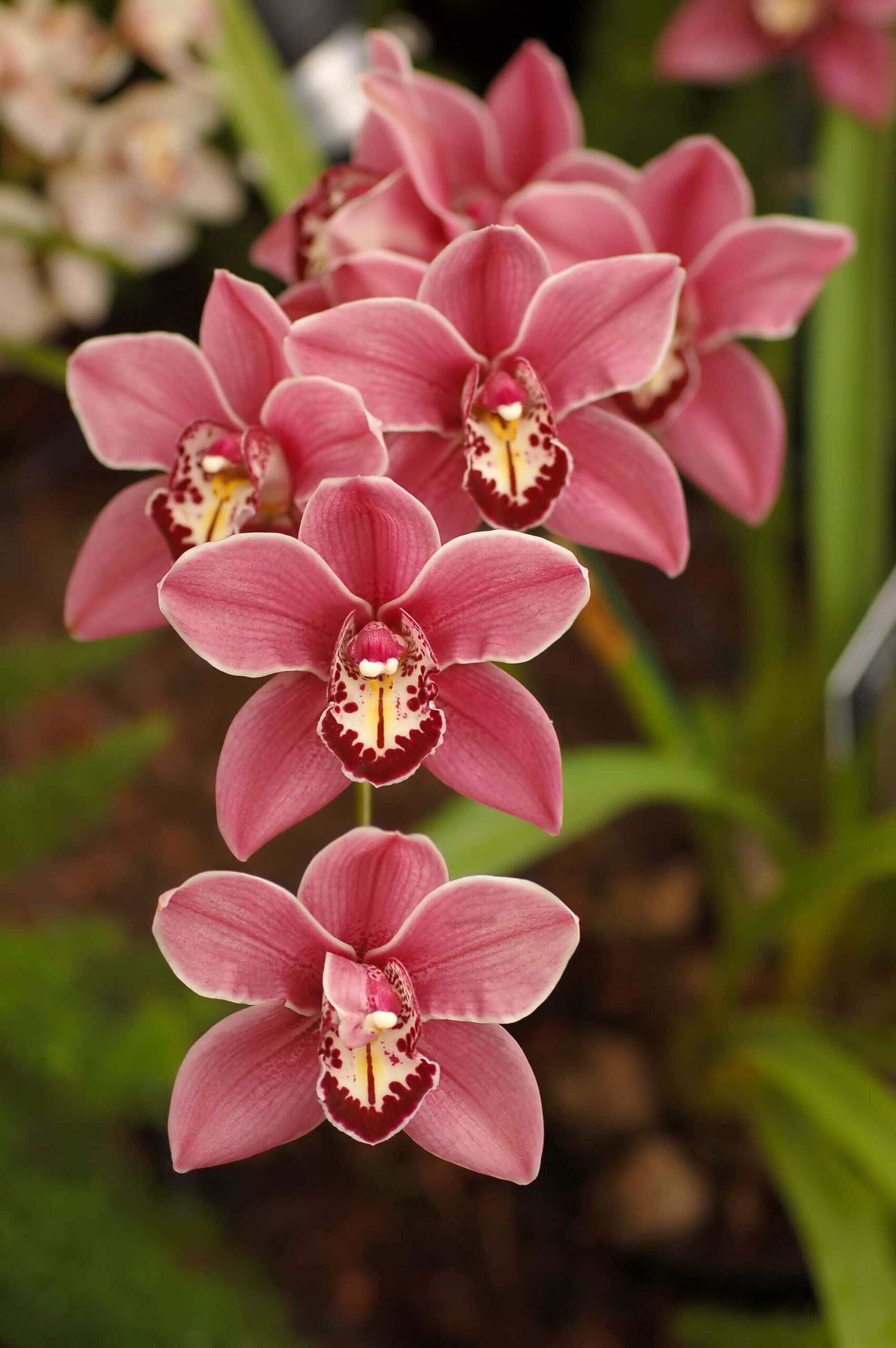 beautiful pink blossoms, Cymbidium spp. 