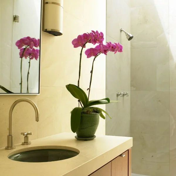 orchid plant placed near the faucet, planter placed in the bathroom, warm lights