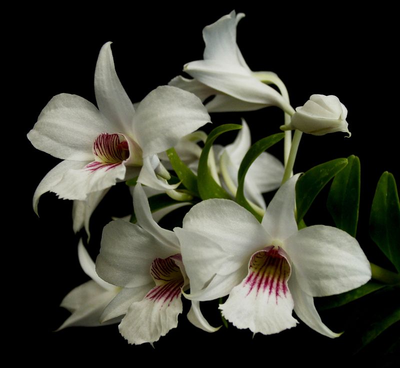 elegant white blossoms, dendrobium Orchid plant