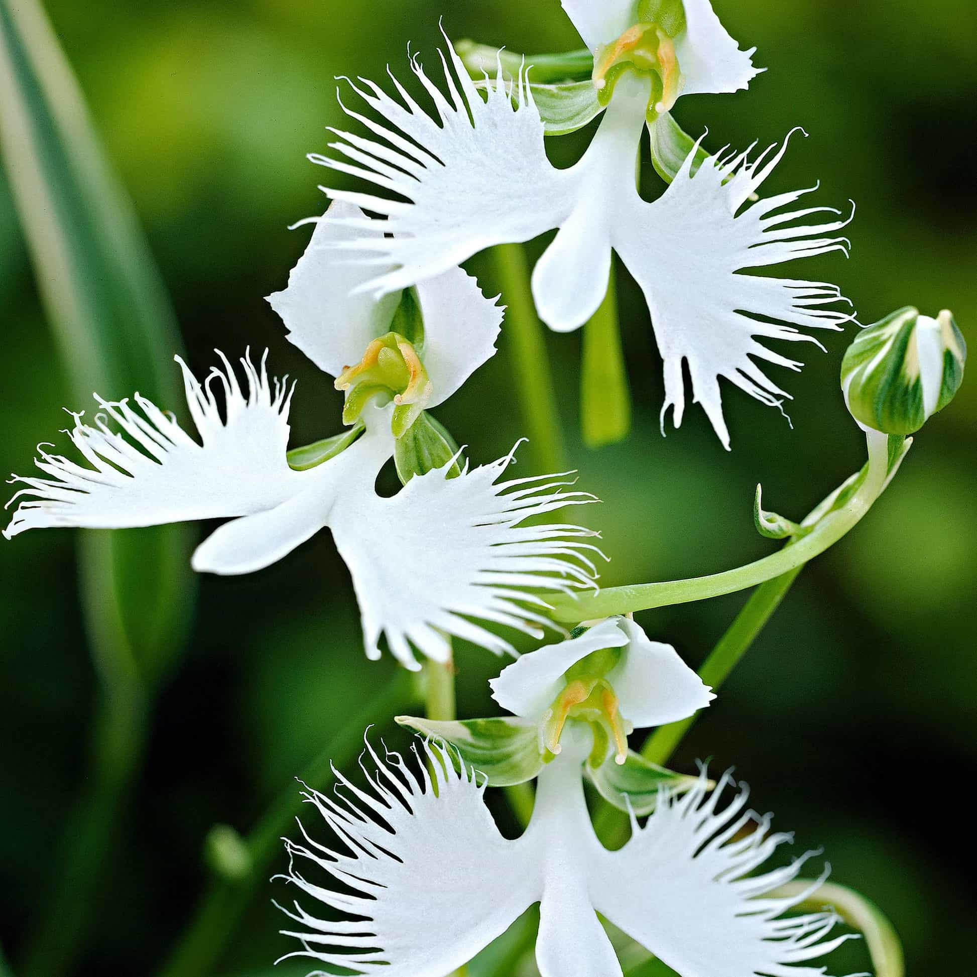 gorgeous white blossoms, Pecteilis Radiata 