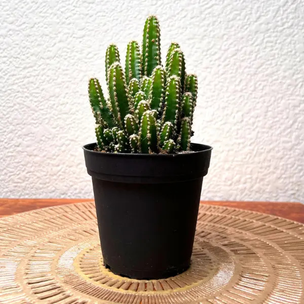 elongated cacti sapling, placed on the table, for home decor