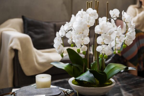 wwhite orchid flowers, beautiful arrangement of orchids on the table, living room decor, sofa, cushions