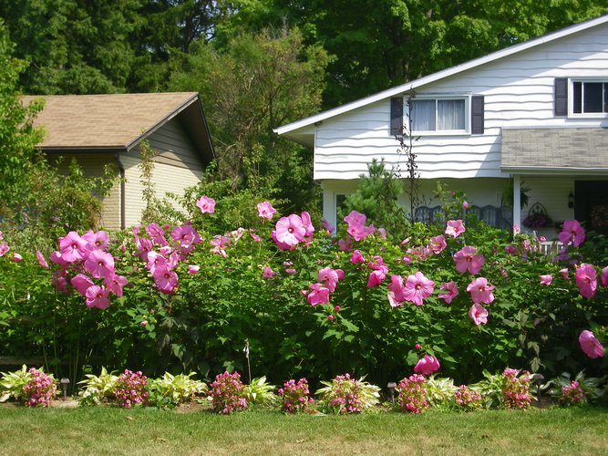 Hibiscus Hedge for shade