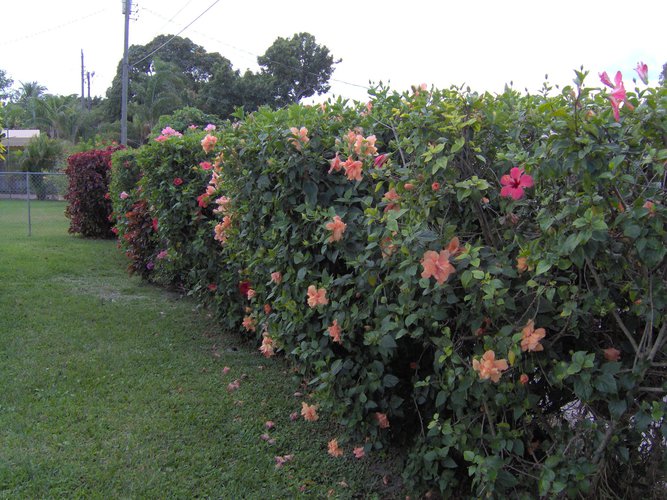 Hibiscus hedge for privacy