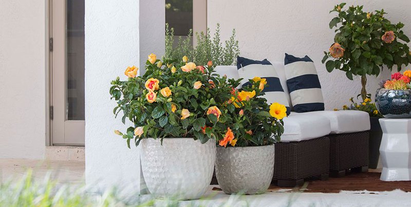 Hibiscus in planters enhancing porch decor.