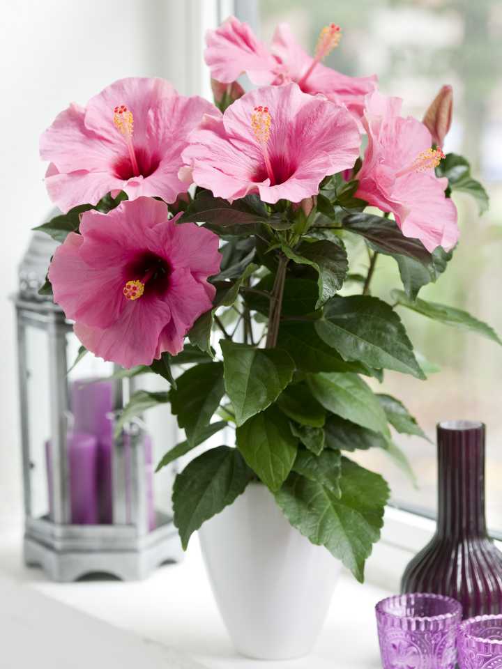 Hibiscus in vase
