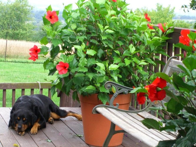 Bright Red hibiscus in planter placed in patio