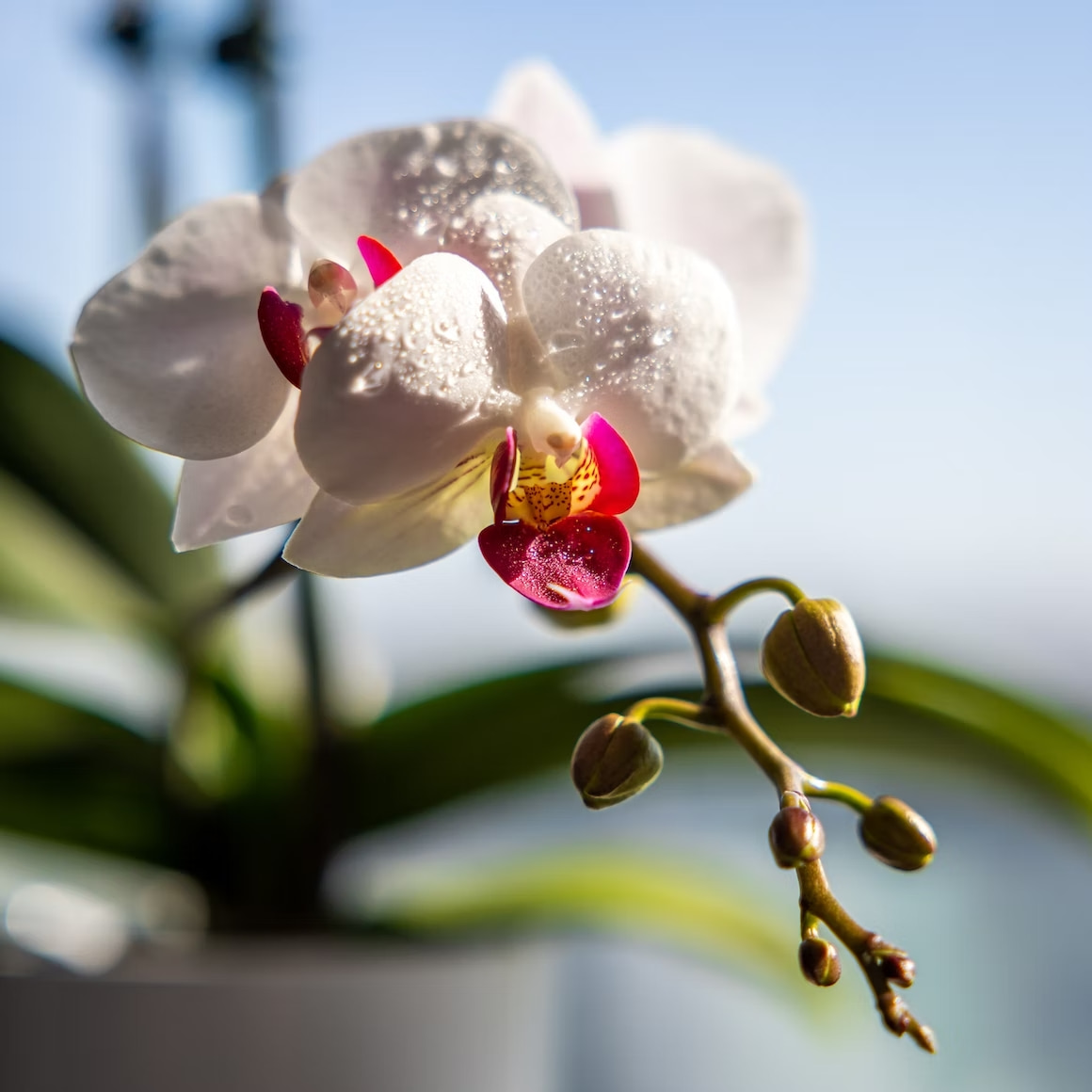 Phalaenopsis spp. , gorgeous white blossoms with pink centre, orchid flower