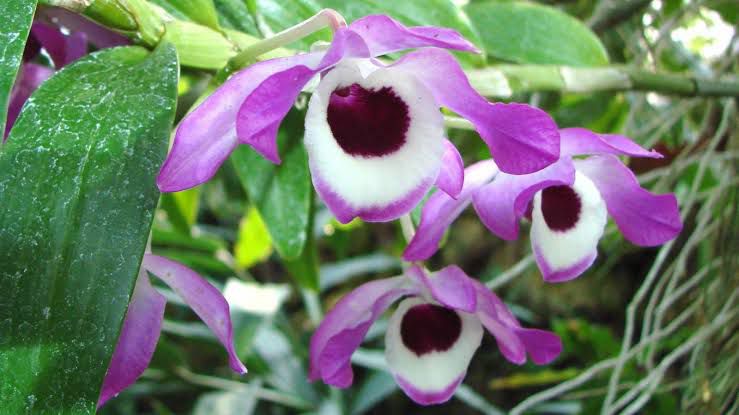 noble rock, Dendrobium Nobile, flowering plant