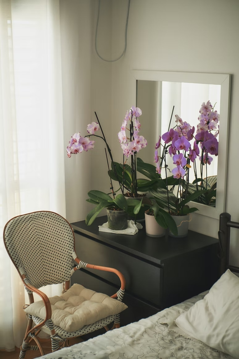 orchid with lilac petals, planters placed on side table in a bedroom, country chic style decor