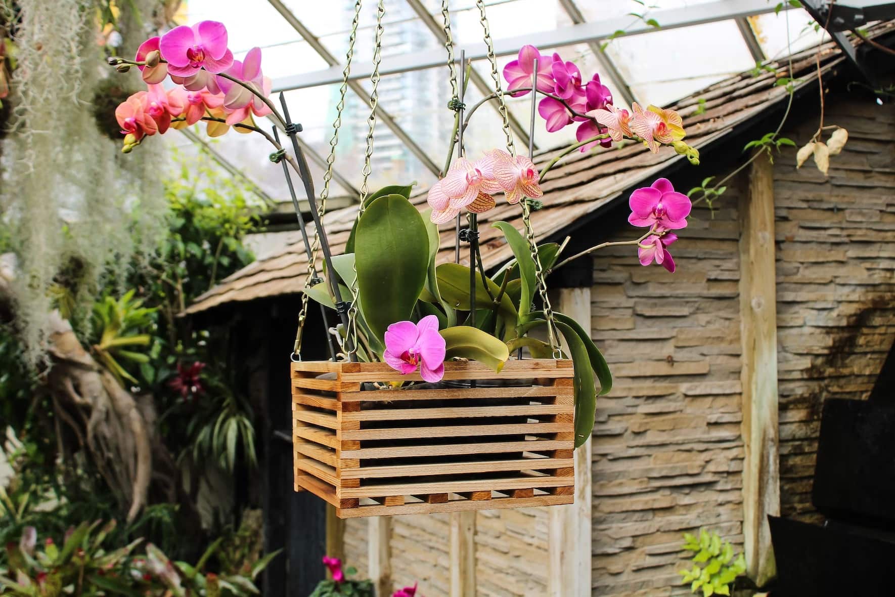hanging basket for orchid plants for home decor
