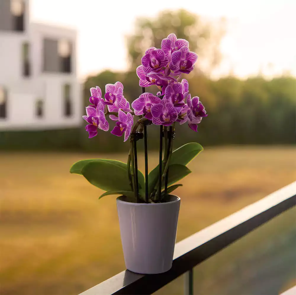 beautiful pink flowering plant, orchid flower, planted in planter, placed on a balcony