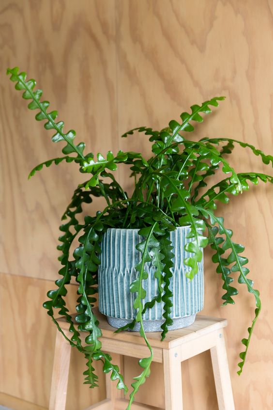 5 Trending Pieces of Cactus Decor For Summer 2021