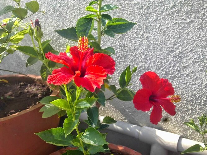 Rooftop decor with Hibiscus