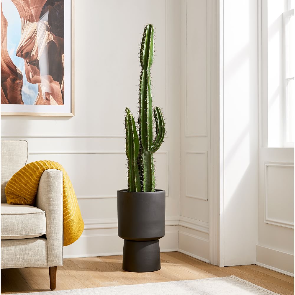 saguaro cactoid planted indoors, living room decor