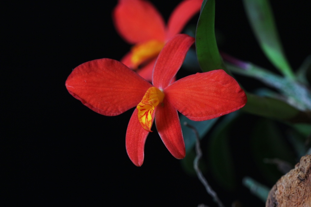 Sophronitis Coccinea , stunning red blossoms