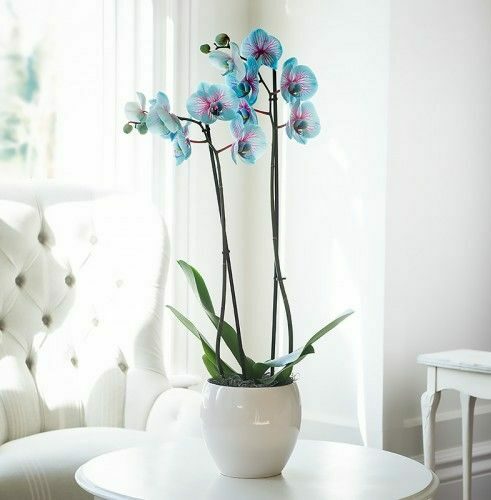 beautiful blue orchid flowers, white glossy planter on table, living room decor, blue petals