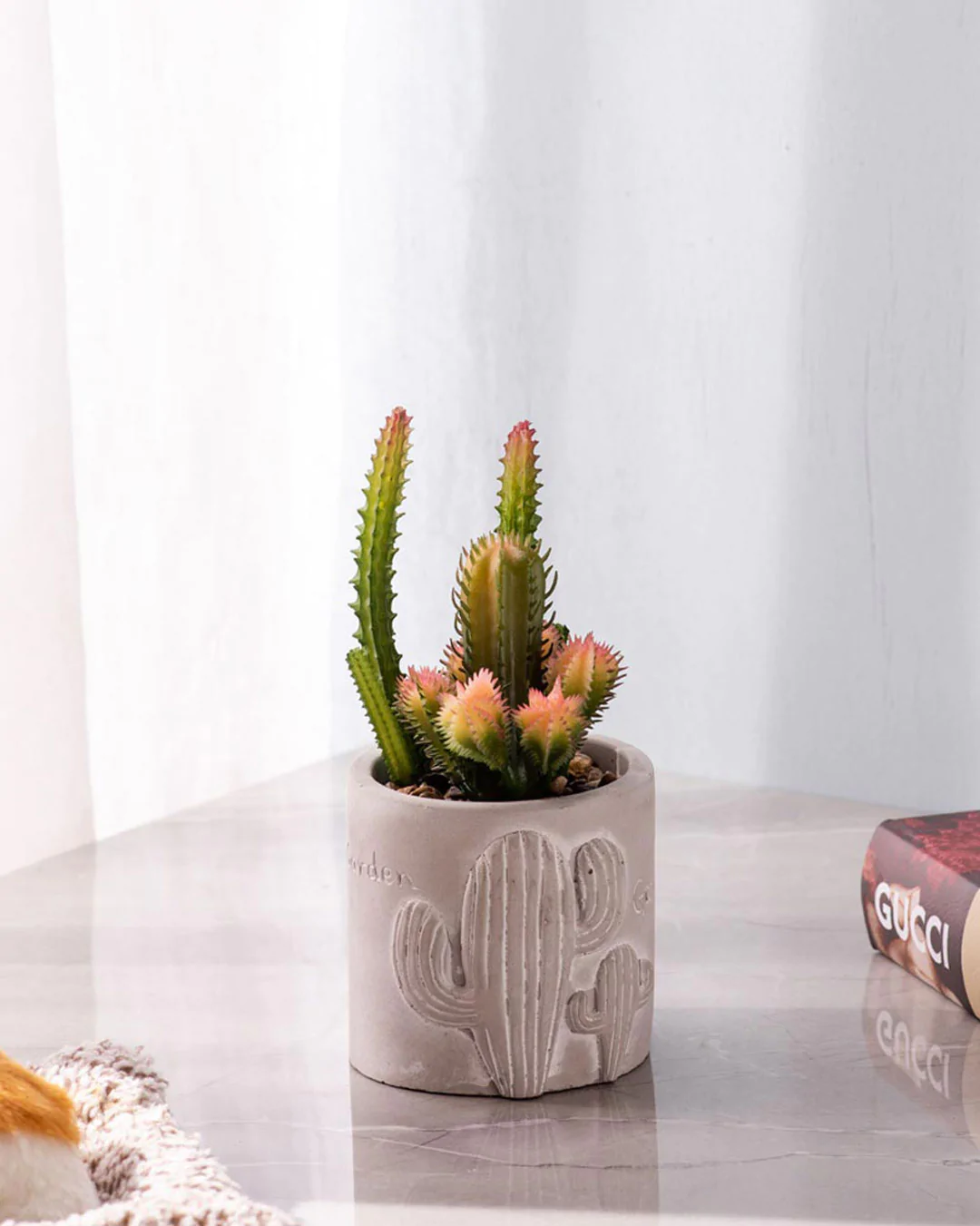 cacti potted in pot, placed on table for room decor