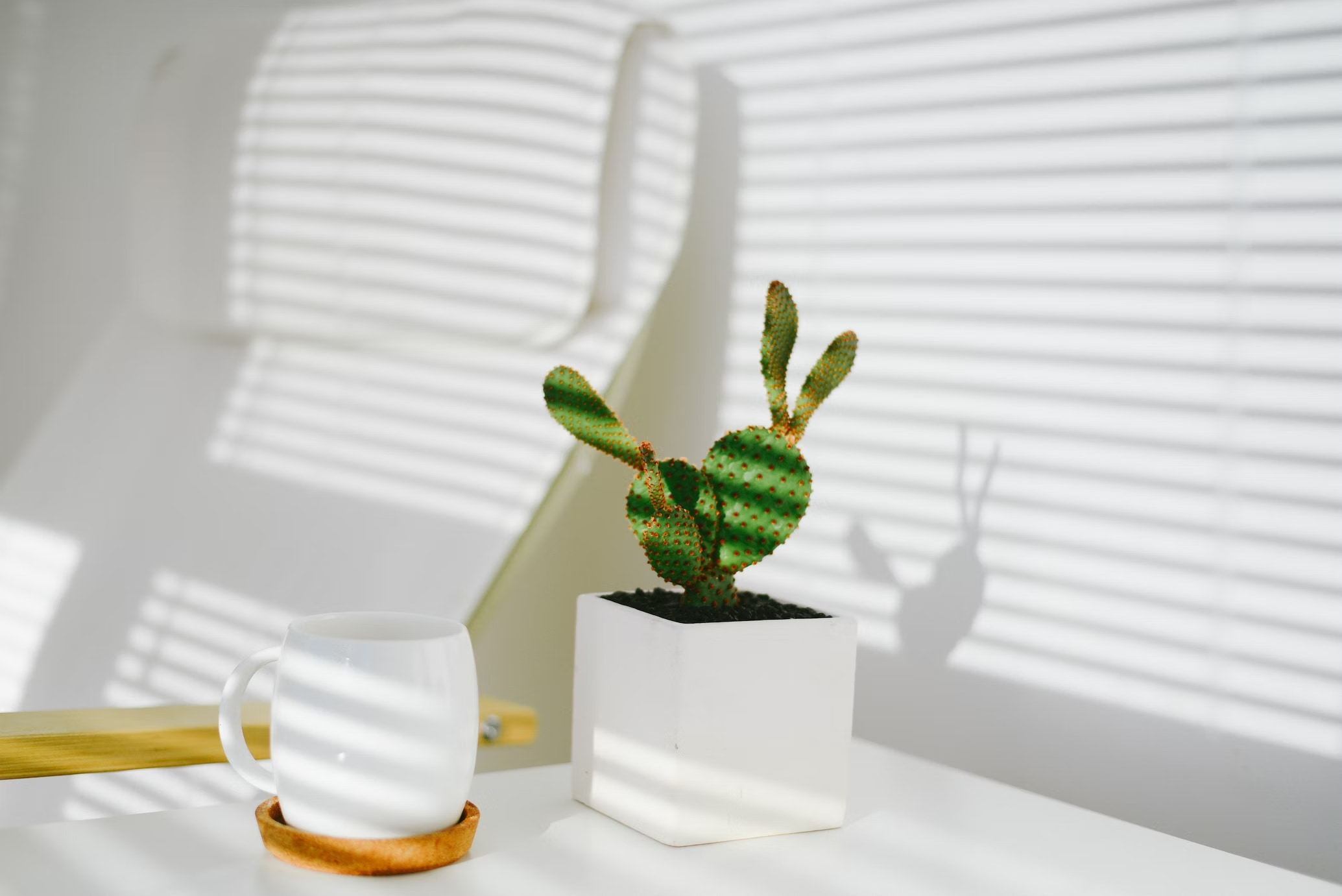 all white room, cacti placed on table, cup on table, chair, classic minimal decor
