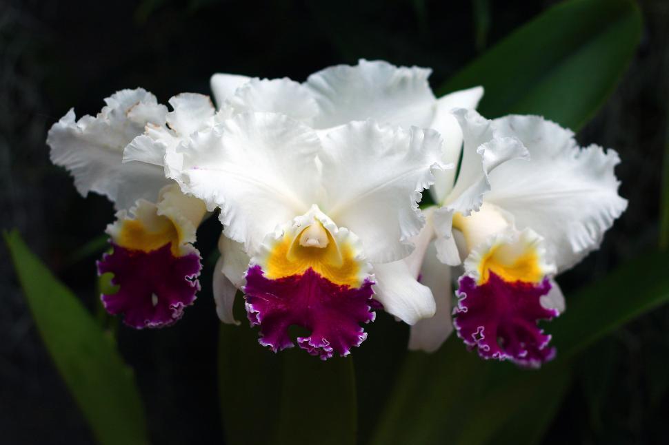 beautiful white orchid blossoms, with yellow centre, Cattleya spp. , white petals