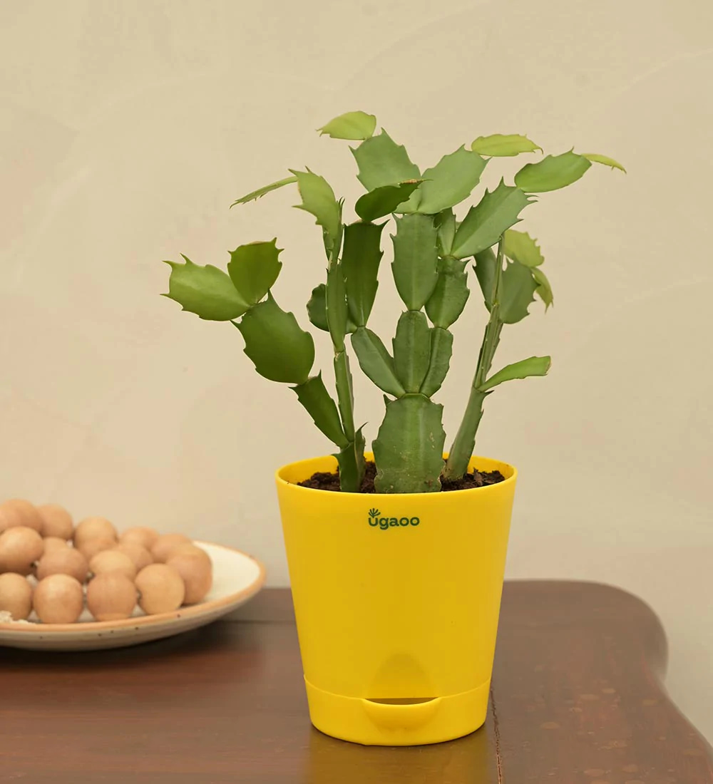 cactus potted in container, yellow coloured planter, placed on table