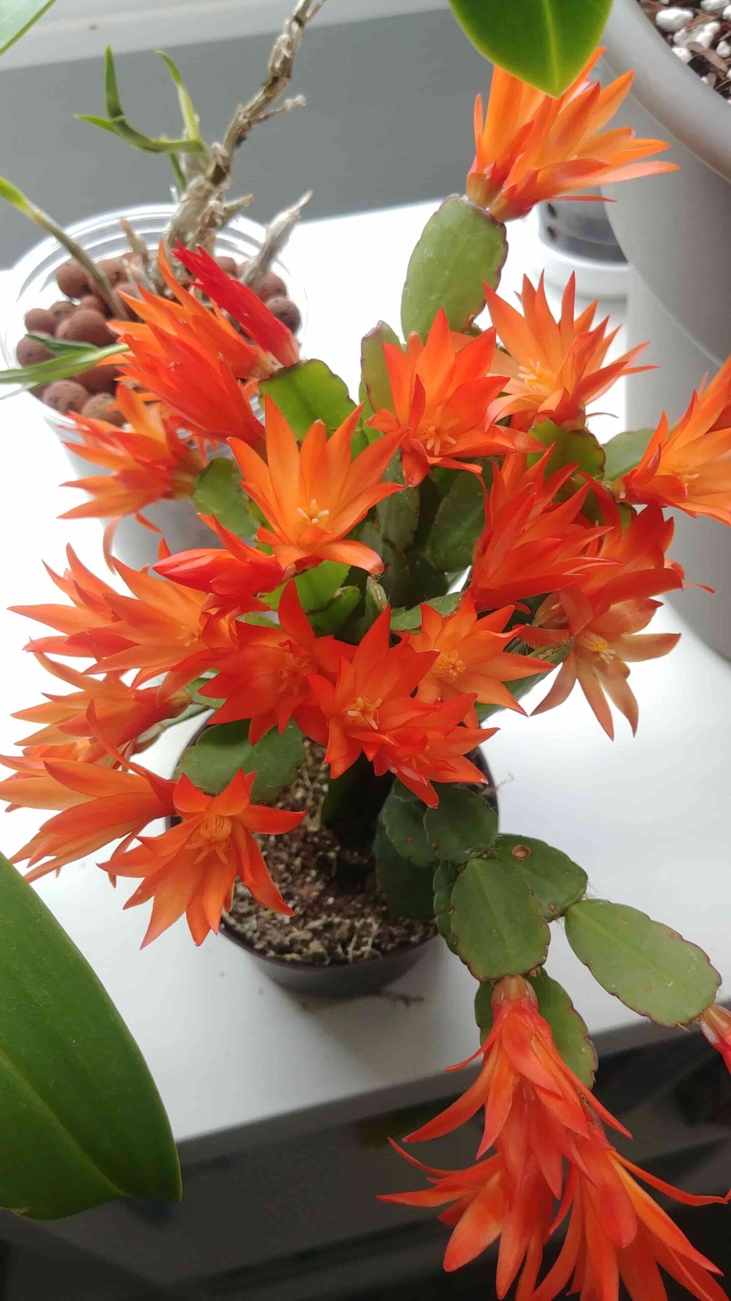 christmas Cactaceae with orange flowers 