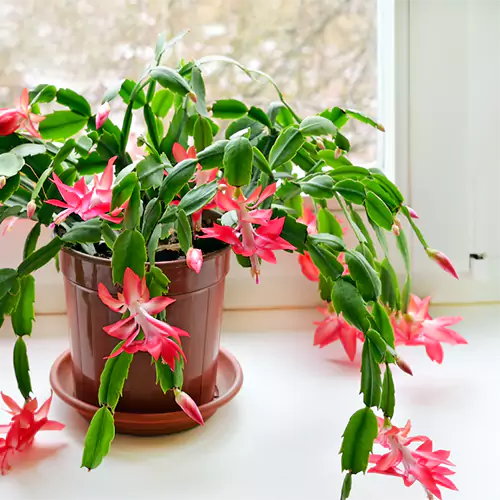 beautiful christmas, terracotta planter, placed near the window