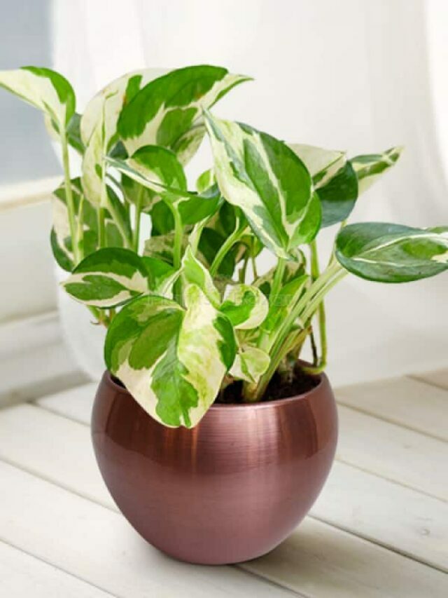 Marble-Money-Plant (1)