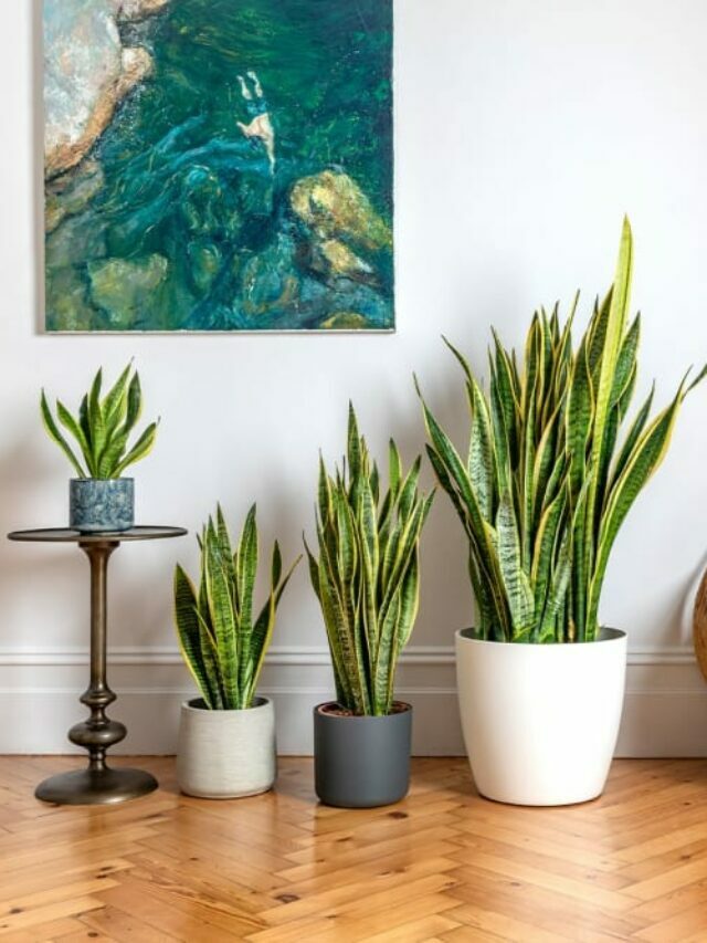 Snake plants_poster image