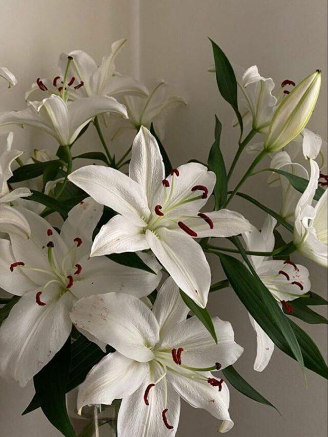 Types of lily flowers | Building and Interiors
