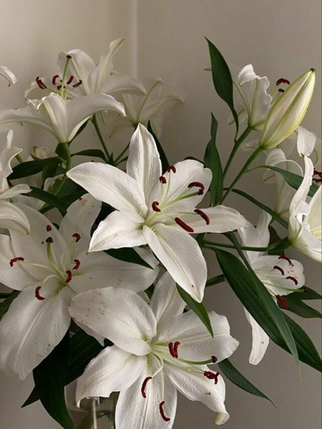 types-of-lily-flowers-building-and-interiors