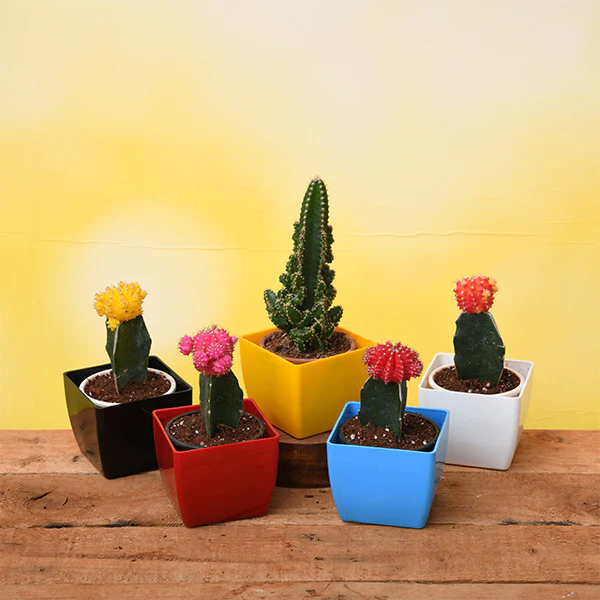 succulents, colourful planters, placed on a table