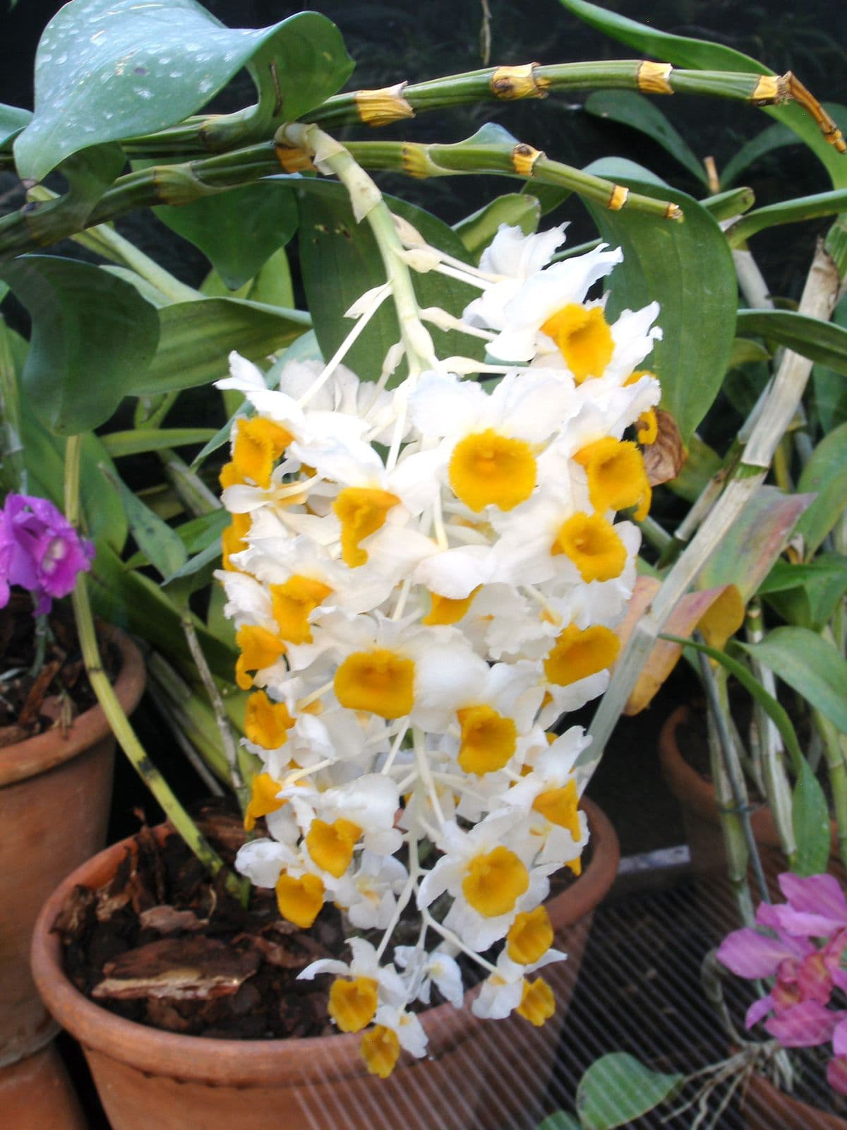 Dendrobium Chrysotoxum, planted in pot