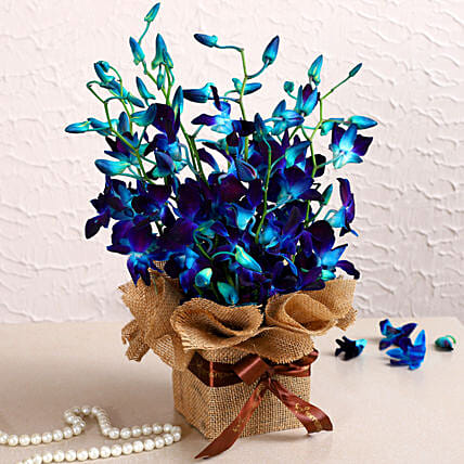 gorgeous blue flower, placed on table for room decor