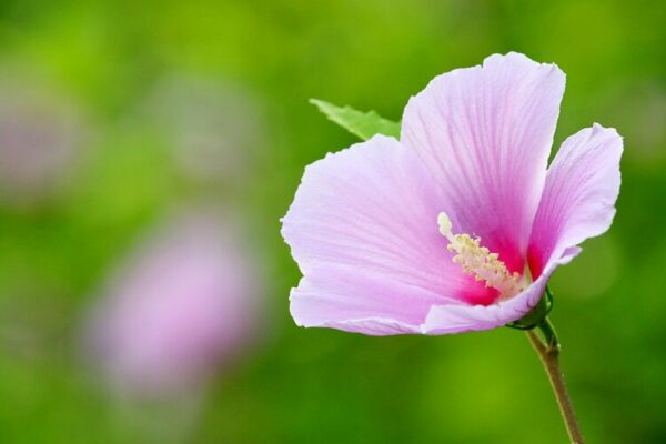 Pink flower