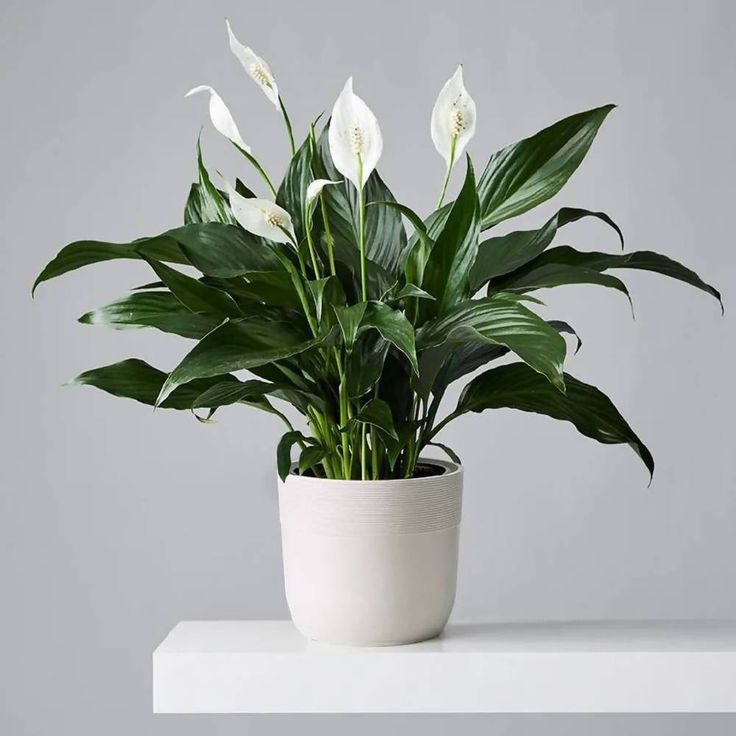 peace lily, decorative flower