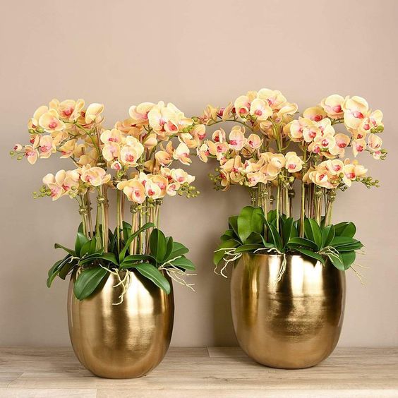 orchid plants in metal planters, yellowish white petals, home decor