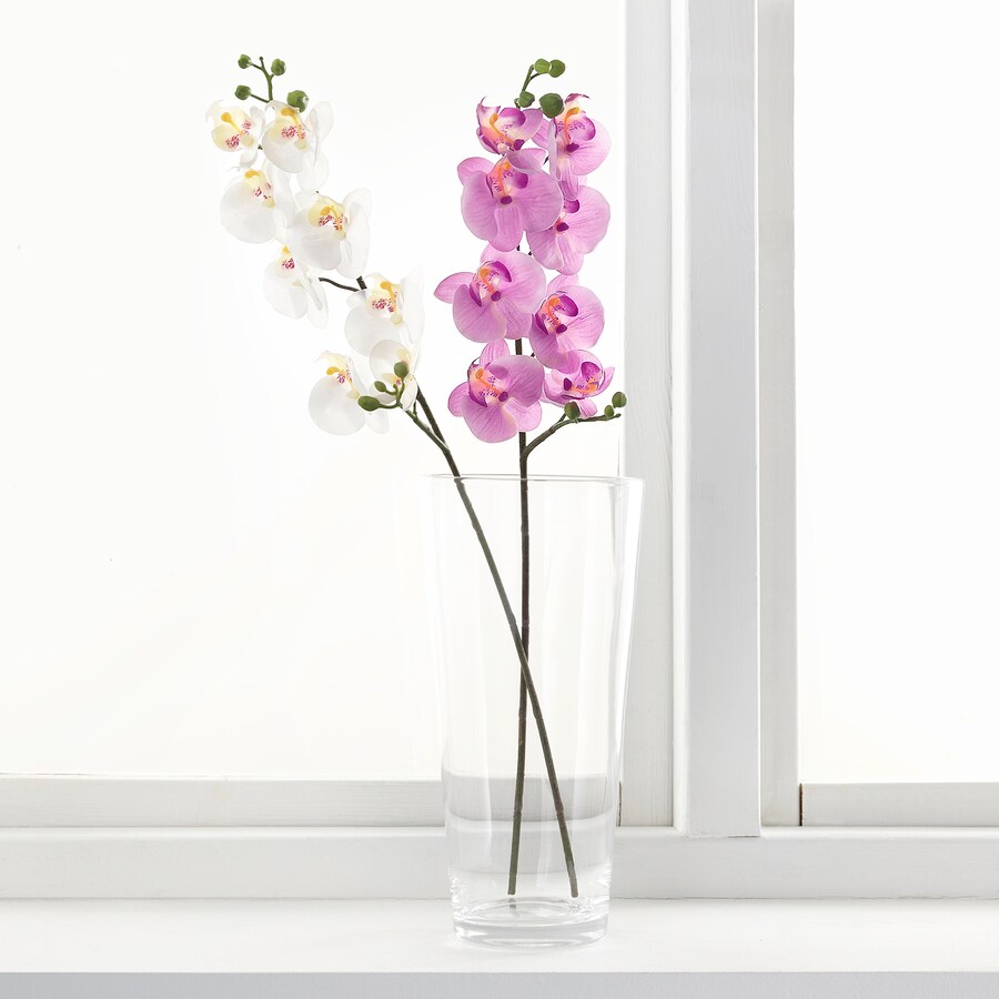 beautiful white and pink blossoms, plant placed in a water glass near the windowsill