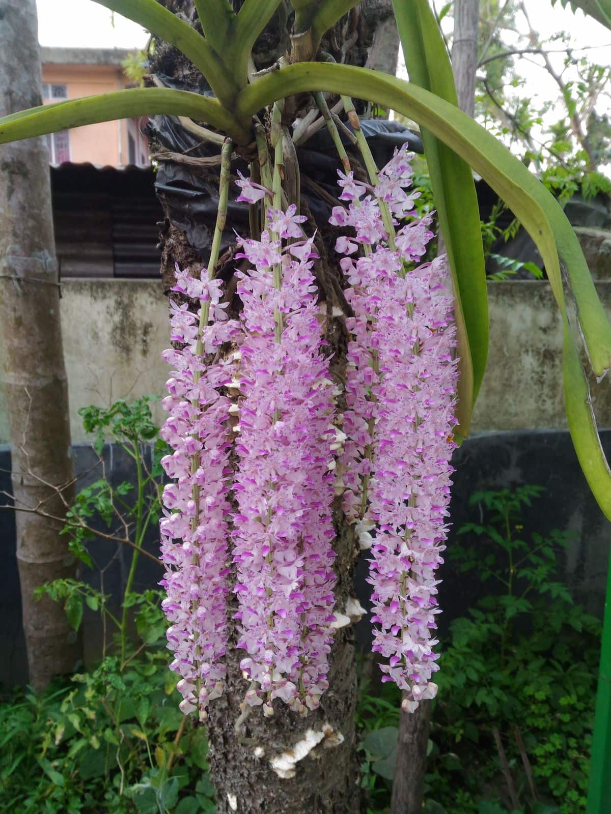 pink foxtail flowers, Cattleya Trianae