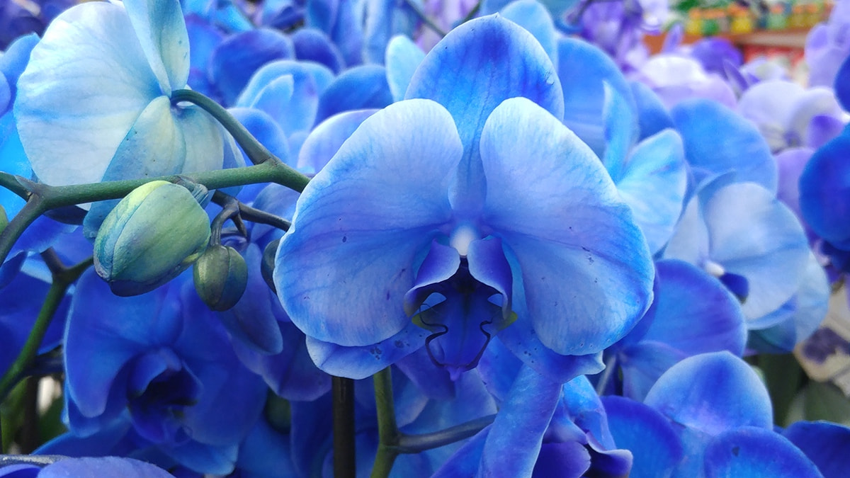 beautiful queen victoria blue orchid flower, blue petals