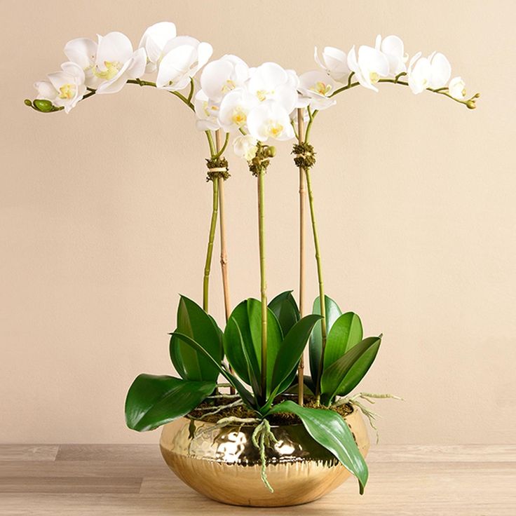 White fake orchids