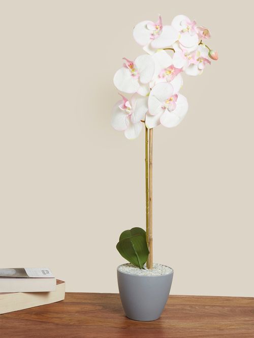 pink and white orchid flower, planted in planter, placed on table, books on table