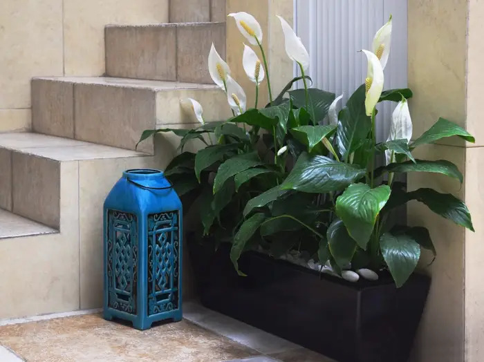 Peace lily indoor decor
