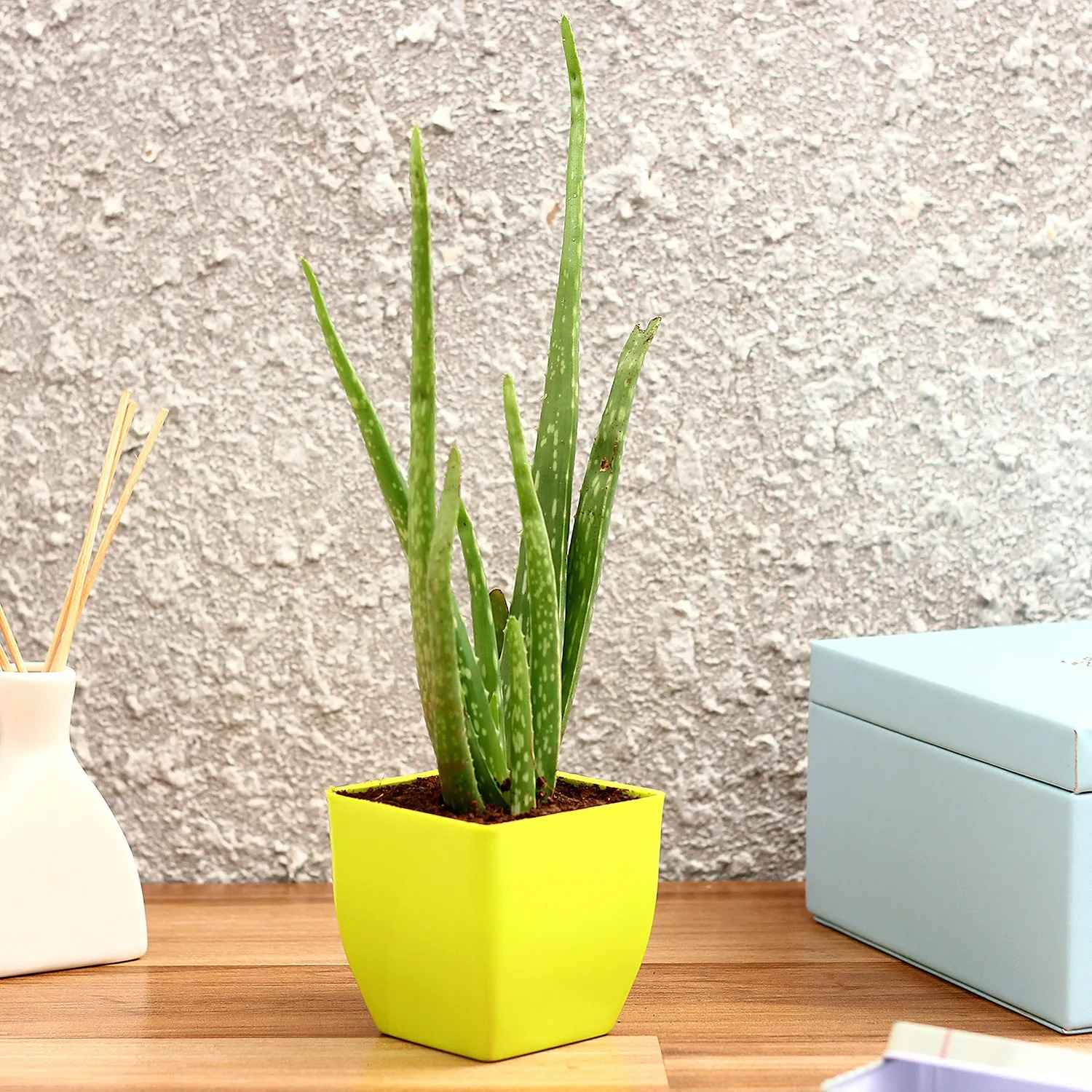 Yellow pot with aloe vera in a brown wooden table with blue box