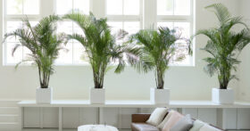 An indoor areca palm