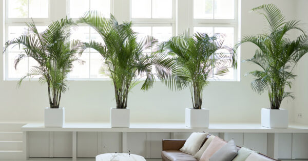 An indoor areca palm